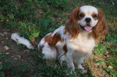 cavalier king charles spaniel adult