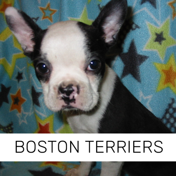 Puppies for Sale Pony Tails Kennel