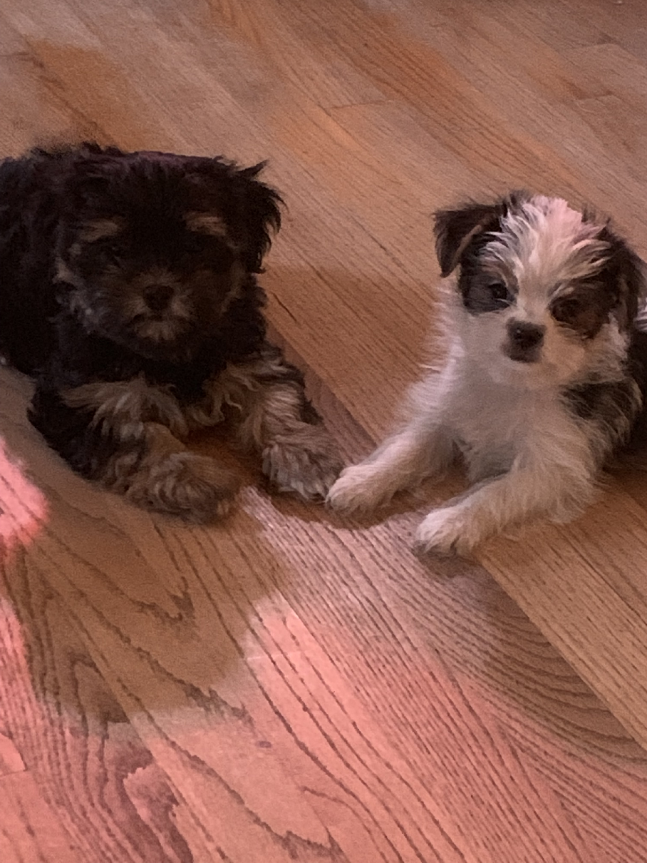 Shorkies Pony Tails Kennel