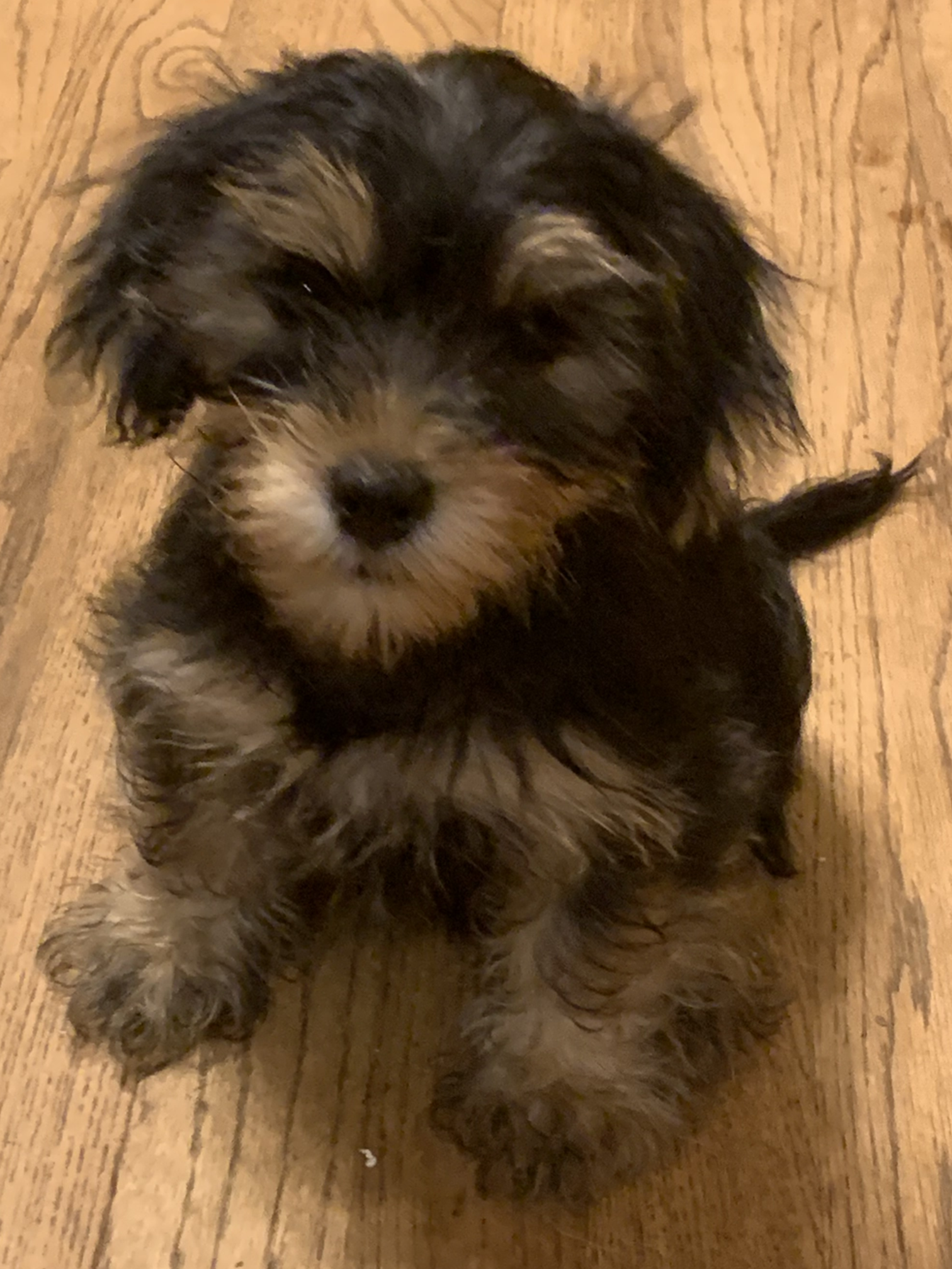 Shorkies Pony Tails Kennel