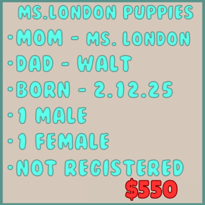 MsLondonBox4